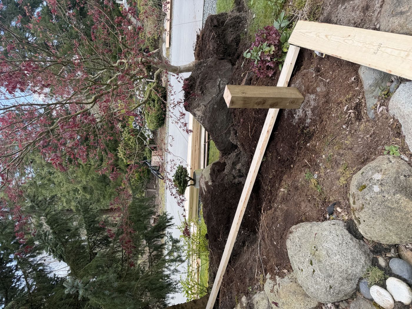 Excavated ground and stockpiled soil beside the staked-out footprint of the studio, with a Japanese maple and the street beyond.